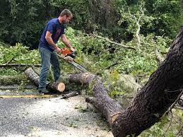 Best Leaf Removal  in Pinson, AL