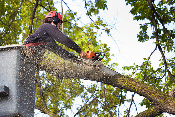 Best Palm Tree Trimming  in Pinson, AL