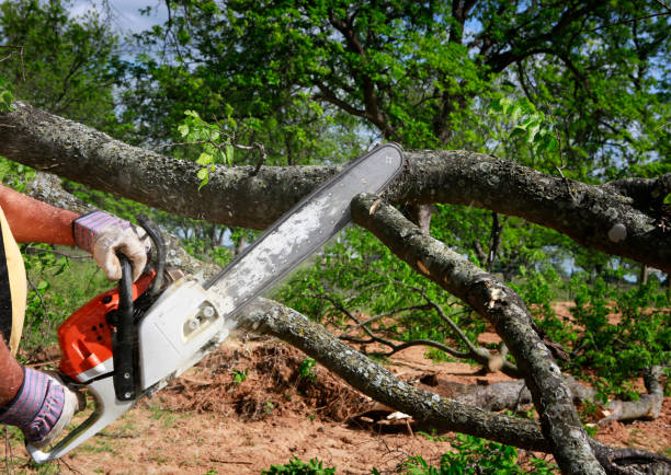 Best Tree Removal  in Pinson, AL